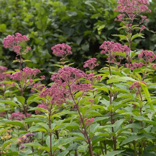 Miniatura 7 de Outsidepride Joe Pyeweed Eupatorium Seeds - 5000 semillas de flores perennes fáciles de cultivar, no invasivas para plantar para jardines