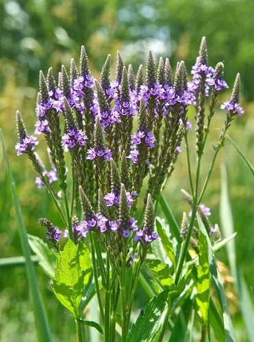 Miniatura 7 de Planta de verbena azul, hierba de verbena en maceta 4 inc. para plantar al aire libre en interiores de tu jardín