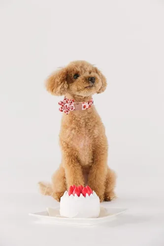 Miniatura 5 de Lionet Paws Collar para perro con flor – Lindo collar de algodón ajustable para perro y gato con hebilla de metal para cachorros, hembras, XS