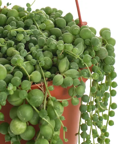 Miniatura 2 de Shop Succulents Cadena de perlas de 6 pulgadas, planta viva para colgar, versátil para cestas colgantes, jardines verticales, decoración