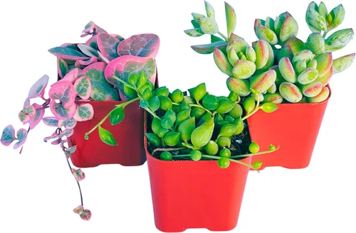 Miniatura 2 de Plantas Suculentas Vivas (Paquete de 3) Paquete Inicial de Plantas Colgantes de 2", Plantas Suculentas Vivas Completamente Enraizadas en Macetas