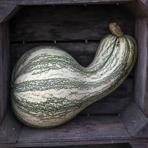 Miniatura 8 de Eden Brothers Semillas de calabaza – Semillas gigantes sin OMG del Atlántico para plantar, paquete Semillas vegetales de alto rendimiento y rápido