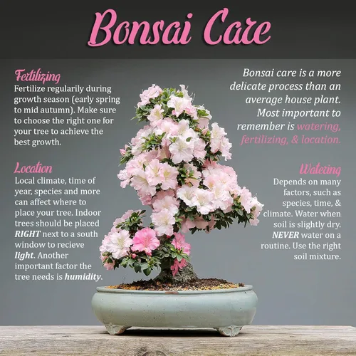 Miniatura 7 de BambooMN Bonsai Basics Set - Tijeras de corte de 7.2 pulgadas y tijeras de mariposa resistentes de 7 pulgadas - 1 juego Juego de cizalla de corte