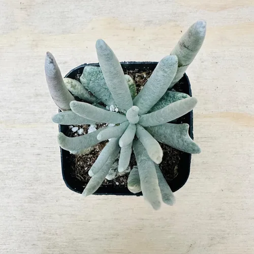 Miniatura 18 de Plantas suculentas vivas, variedades variadas en dos tamaños de maceta, plantas de fácil cuidado para interiores y exteriores, GNEM