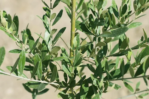 Miniatura 2 de Olivo Arbequina - Planta viva, incluye fertilizante de mezcla especial y guía de plantación