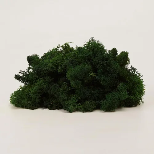 Miniatura 8 de Musgo de Reno Preservado Verde Natural Kit de Bricolaje Arte de Jardinería Decoración de Pared Decoración de Floristería Decoración de Mesa