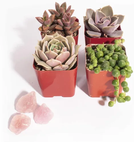 Shop Succulents | Colección de regalo única | Good Juju Live Suculentas Plantas con Cuarzo Rosa | Juego perfecto de mini suculentas y cristales