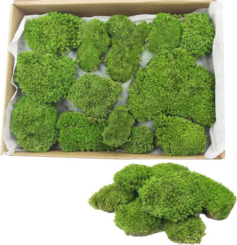 FAICOIA Almohada de musgo preservado a granel verde natural preservado para plantas en maceta, 2.5 pies cuadrados, bolas de musgo verde para