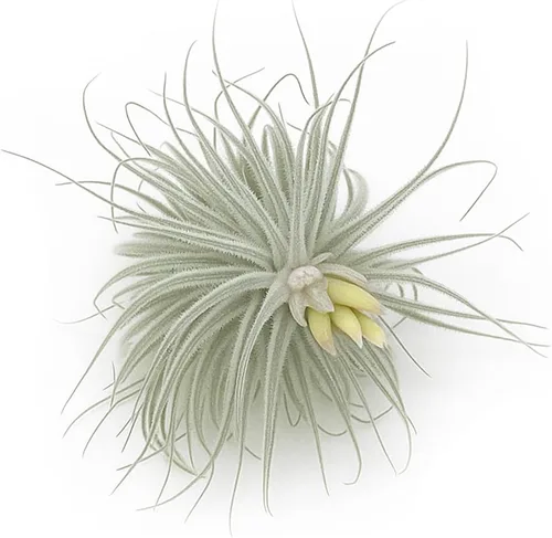 Miniatura 39 de ragnaroc Air Plants - Floración Tillandsia Bulbosa Belice, gigante de 7-9 pulgadas, 1 unidad, llegada en vivo garantizada, plantas