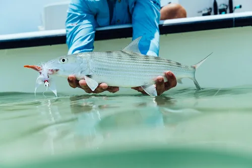 Miniatura 5 de Berkley Gulp! Shrimp Saltwater Fishing Soft Bait Resplandor de azúcar y especias