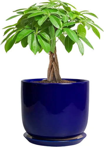 Miniatura 43 de Maceta de Cerámica para Plantas de Interior de 5 Pulgadas - Maceta Redonda para Plantas Suculentas con Agujero de Drenaje y Platillo, Decoración