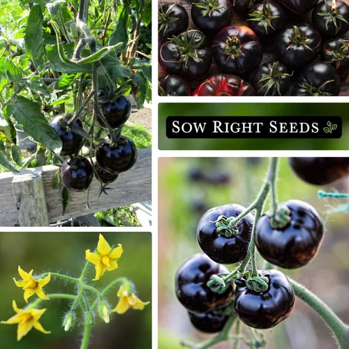 Miniatura 4 de Sow Right Seeds - Semillas de tomate Black Beauty para plantar - Paquete de reliquia sin OMG con instrucciones para plantar un huerto en el hogar al