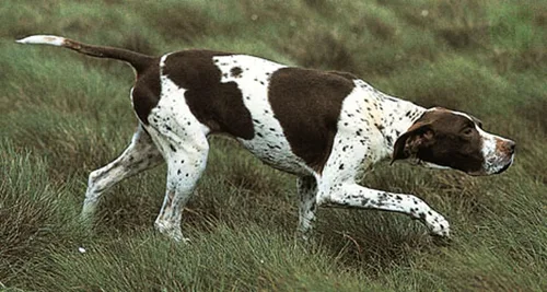Miniatura 3 de Dean & Tyler Bozal de cesta de alambre para perros, tamaño nº D1