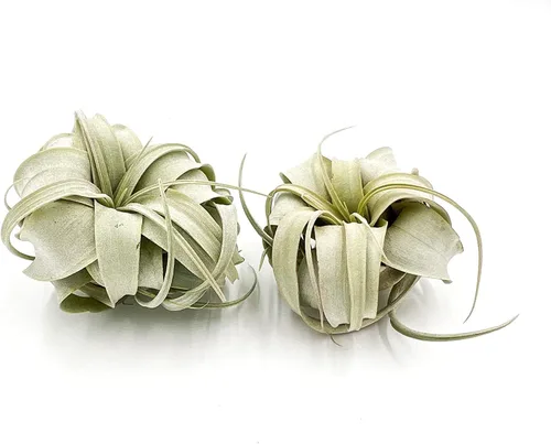 Miniatura 23 de ragnaroc Plantas de aire – Tillandsia Xerographica, gigante de 9-14 pulgadas – 1 unidad – Llegada viva garantizada – Plantas