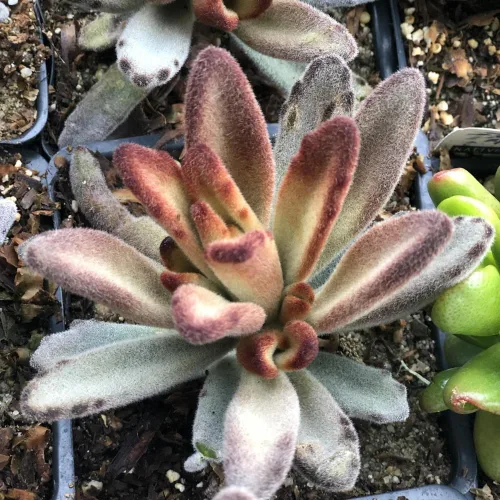 Miniatura 3 de Planta de Kalanchoe viva, planta viva de Madre de miles en maceta de 2 pulgadas, planta suculenta rara de interior (Kalanchoe de chocolate)