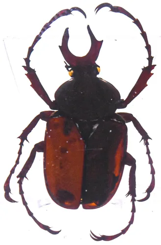 Miniatura 24 de Escarabajo británico Chafer de rosa real de 1.732 pulgadas en resina de lucita cristalina, muestra preservada de cetonia aurata, insectos