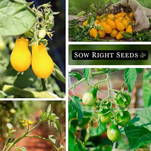 Miniatura 4 de Sow Right Seeds - Semillas de tomate de pera amarilla para plantar - Paquete de reliquia sin OMG con instrucciones para plantar un huerto casero