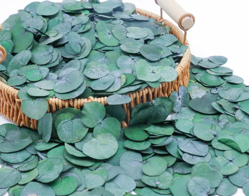 Miniatura 7 de Más de 1600 hojas de eucalipto reales preservadas pequeñas, eucalipto natural puro a granel, confeti de hojas de boda para aniversarios, cumpleaños