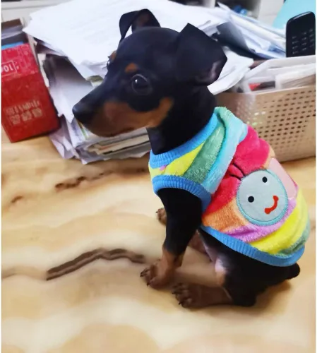 Miniatura 2 de ANIAC Disfraz para mascota, ropa de conejo, chaleco suave de conejo, camiseta acogedora para gatito, hurón, chihuahua, cachorro y animales pequeños