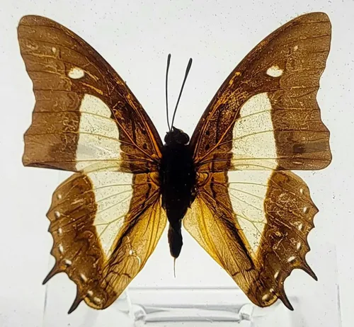 Miniatura 21 de Mariposa Bluebottle real de 2.9 pulgadas en resina de Lucite transparente, grafio, sarpedón, colección de manualidades para biología, ciencias