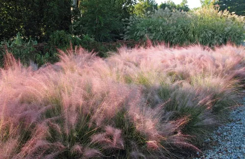 Miniatura 2 de Hierba Muhly rosa - 3 plantas vivas - Muhlenbergia Capillaris - Hairawn Muhly - Hermoso follaje ornamental floreciente de bajo mantenimiento