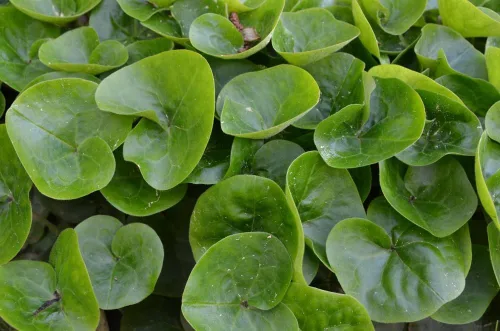 Portainjerto europeo de jengibre para cultivar, fácil de cultivar sombra perenne (1 planta)