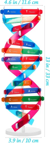 Miniatura 2 de NUOBESTY Kit de modelo de ADN, modelo de estructura de doble hélice, 13 pulgadas para ensamblar ayuda docente de biología con soporte