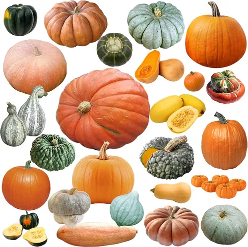 Miniatura 2 de Semillas mixtas de 50 semillas de calabaza y calabaza de invierno sin OMG 25 variedades deliciosas cultivadas en Estados Unidos. Raras, súper