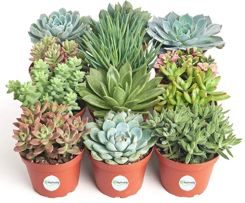 Shop Succulents Colección de bodas | Surtido de plantas suculentas a granel vivas | Suculentas medianas enraizadas en macetas de 4 pulgadas para