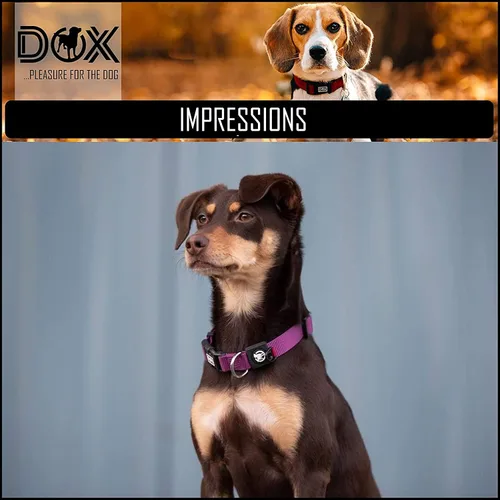 Miniatura 5 de DDOXX Collar de nailon reflectante para perro, collares fuertes y ajustables para perros, mediano (rosa)