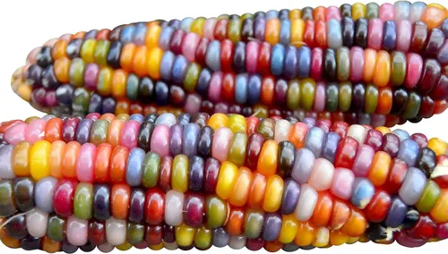 100 Semillas de Maíz Glass Gem Sin OMG Palomitas de Maíz Deliciosos Granos Cristalinos en Tonos Joya Cultivados en EE.UU. Raros Ornamentales y