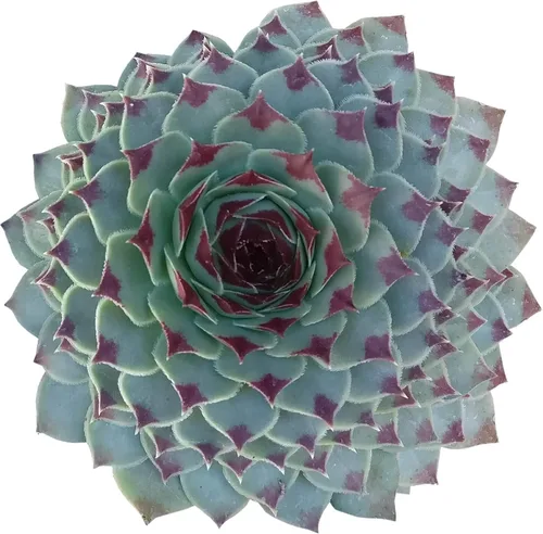 Sempervivum Calcareum - Maceta de arcilla de 2 pulgadas + maceta de arcilla – Planta suculenta saludable Sempervivum Live de fácil cuidado,