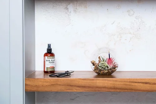 Miniatura 4 de Kit grande de terrario de vidrio soplado a mano con 3 plantas de aire Ionantha - Planta suculenta de Tillandsia viva - Venta al por mayor y a granel