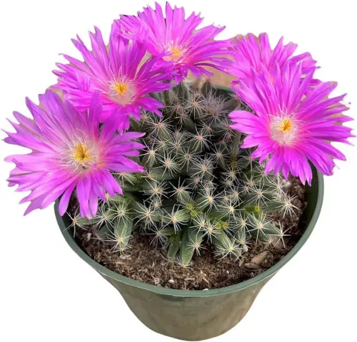 Plantas de cactus suculentas vivas de USKC (maceta de 4 pulgadas) (Trichodifl. Densum)