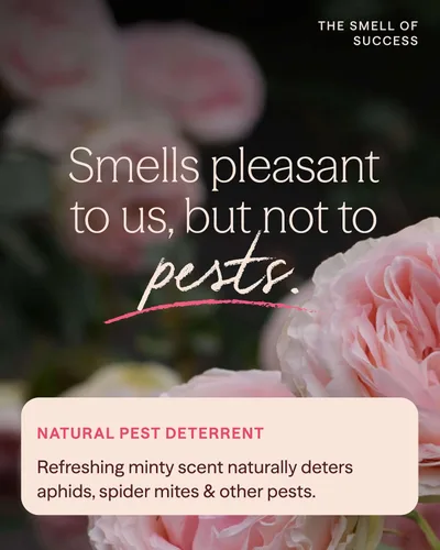 Miniatura 4 de Heirloom Roses Compost de menta, 100% natural, enmienda superior del suelo para plantar rosas, rico en micronutrientes y nitrógeno para verduras