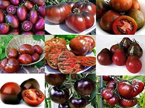 Mixed Seeds - 30 semillas de tomate negro, mezcla de 9 variedades, reliquia sin OMG, Black Prince, Cherokee Purple, Black Cherry de EE. UU. Solanum
