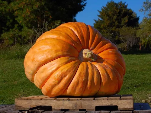 Miniatura 3 de TomorrowSeeds - Semillas de calabaza gigante del Atlántico de Dill's - Más de 20 unidades - para la competencia de tallado de reliquias