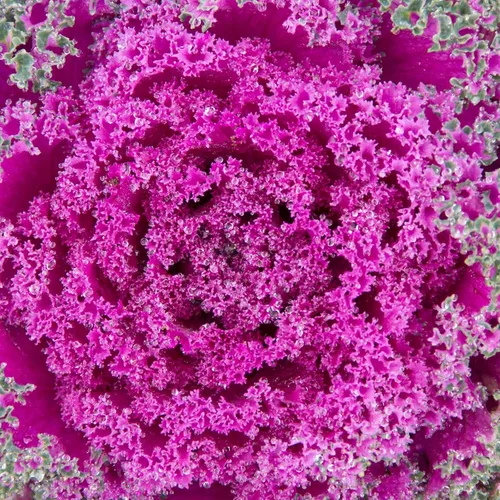 Miniatura 8 de Serie Kamome Kale Pink ~25 Semillas – Rosa, Rojo, Blanco o Mixto – Brassica oleracea VAR. Acephala – Sin OMG, anual, Kale ornamental para otoño
