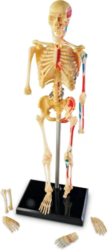 Miniatura 3 de Learning Resources Modelo de esqueleto, imprescindible para el aula de ciencias, elementos esenciales para estudiantes STEM, anatomía de práctica