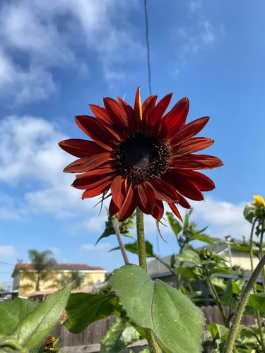 Miniatura 2 de TomorrowSeeds - Velvet Queen Sunflower Seeds - 1 Pound Bulk - for 2026 Planting Pollinator-Friendly Garden Flowers Big Red Sun Flower Pink Rose