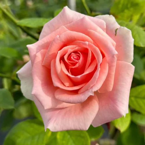 Miniatura 11 de Plantas vivas de rosas trepadoras, rosales listos para plantar, sin maceta, podados, bien enraizados, de 6 a 8 meses de edad (Fourth of July)