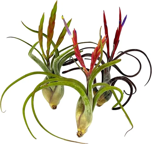 Miniatura 27 de ragnaroc Air Plants - Tillandsia Caput Medusae Floreciente, Grande 5-7" - 1ct - Llegada Viva Garantizada - Plantas de Casa para Decoración del Hogar