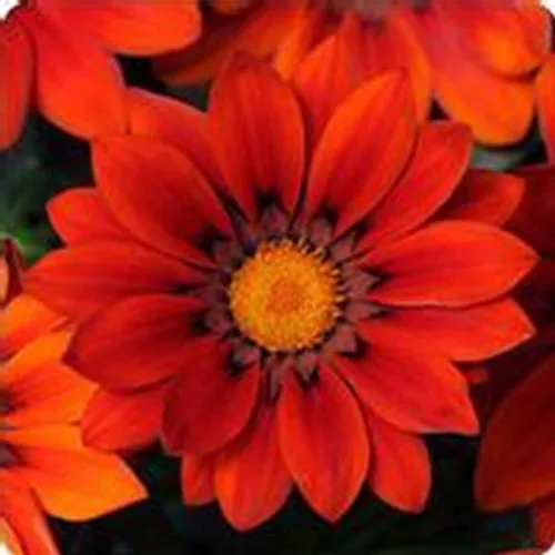 Miniatura 2 de New Day Series Gazania Flower Garden Seeds - Sombras de bronce - 100 semillas - Semillas anuales de jardinería de flores - Gazania splendens Rose