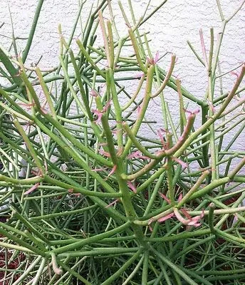 Miniatura 2 de Lápiz de cactus, Firesticks 7 plantas de esquejes suculentos NHKM53