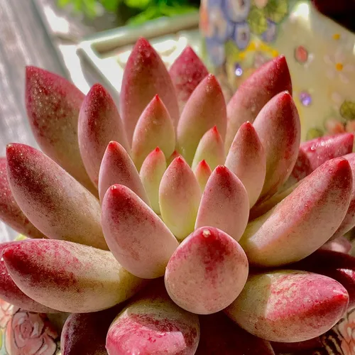Miniatura 12 de Echeveria Agavoides - Kit de suculentas de dragón azul, con maceta de plástico, 1 cabeza de 2 pulgadas, planta viva de 2 pulgadas, suelo comprimido