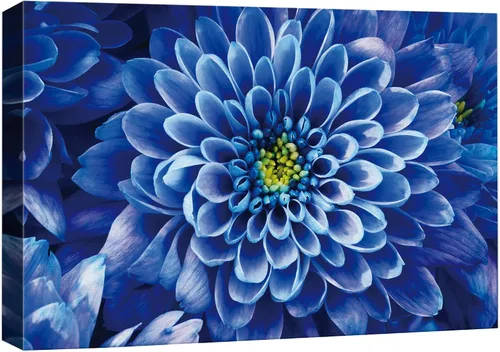 IDEA4WALL Lienzo impreso para pared, diseño de flores de dalia azul marino, fotografía, realismo, rústico, primer plano, colorido, multicolor, para