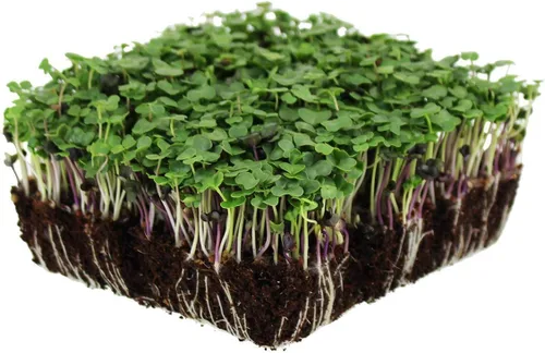 Miniatura 6 de Organic Basic - Mezcla de semillas de microgreens – Bolsa resellable de 5 libras – Uso para jardinería interior, cultivo de microverduras y más