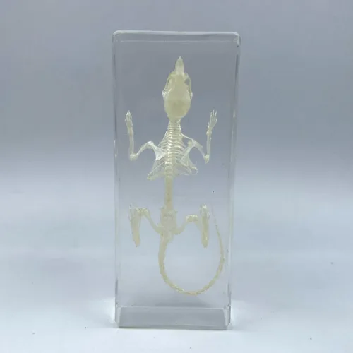 Miniatura 13 de Especímenes de esqueleto de tortuga real en manualidades de pisapapeles de resina, colección de taxidermia de animales para educación científica