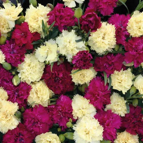 Miniatura 7 de Outsidepride Semillas de clavel de Bananaberry Fizz - 100 semillas de flores perennes, fáciles de cultivar para plantar con flores fragantes