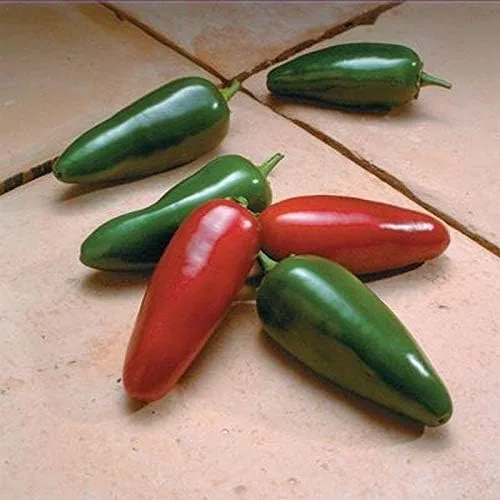 Miniatura 2 de El Jefe Hybrid - Semillas de pimiento Jalapeño picante - Muy Fruta (10 - Semillas)